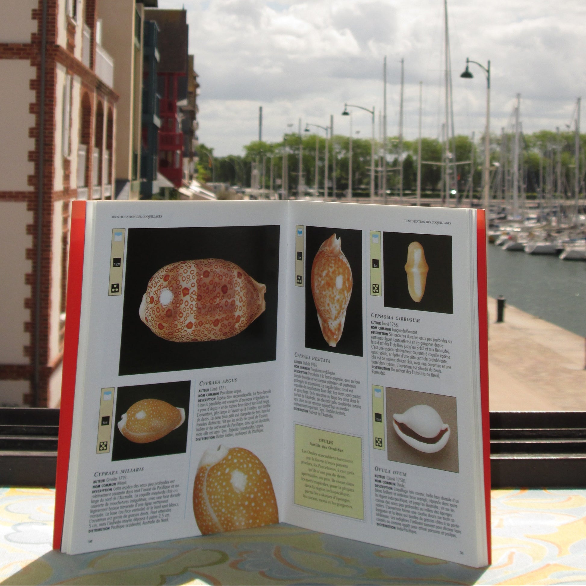 Coquillage Mini Ansiklopedi Kitap