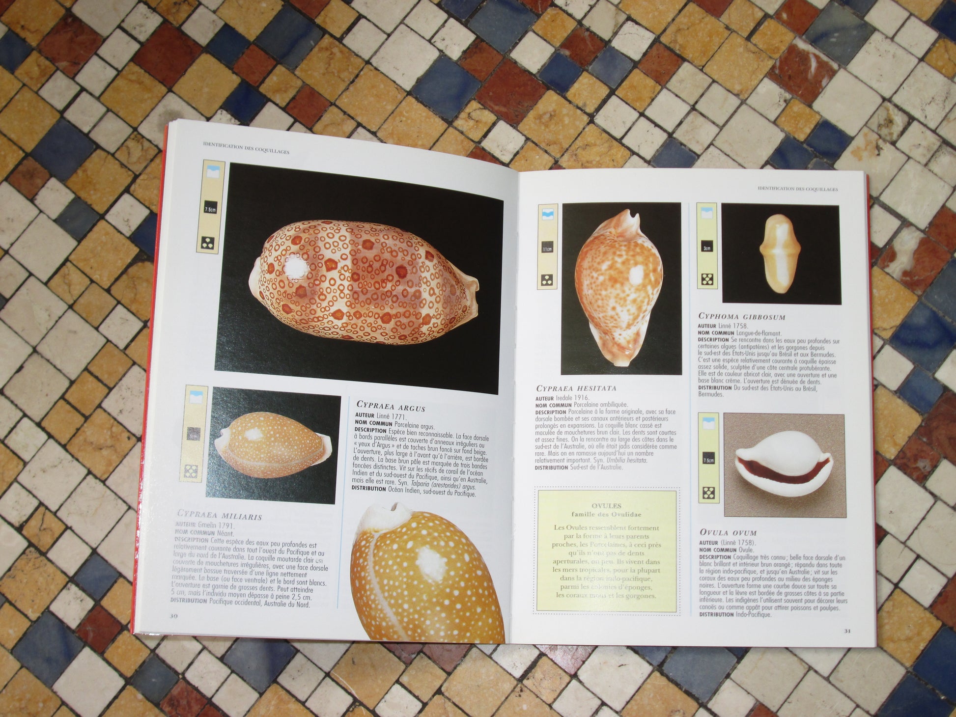 Coquillage Mini Ansiklopedi Kitap