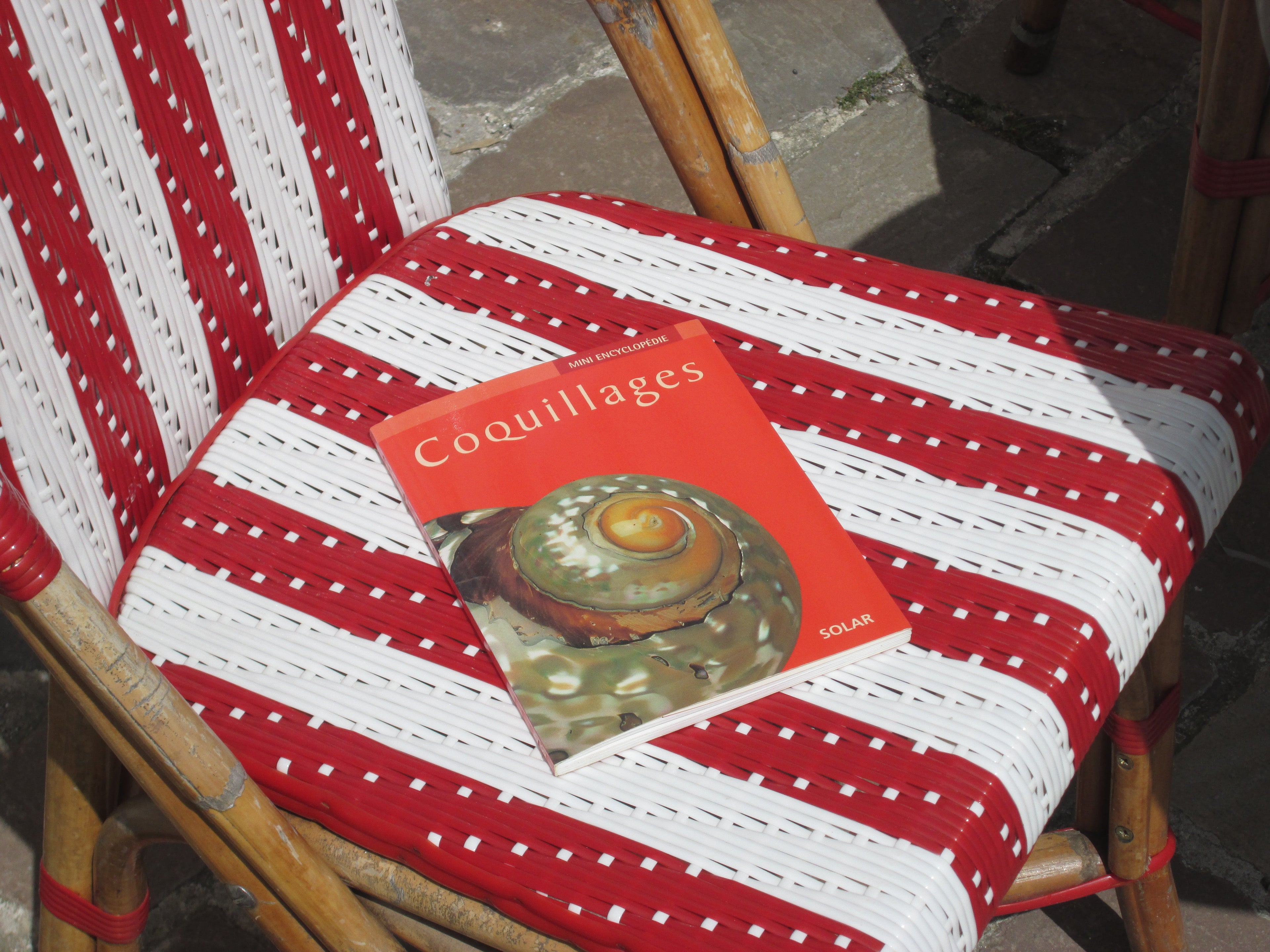 Coquillage Mini Ansiklopedi Kitap